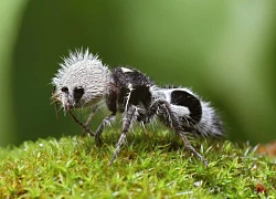 Panda ant: Dù có tên gọi là kiến, nhưng thực chất chúng lại là những con ong bắp cày