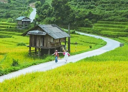 Ruộng bậc thang chín vàng đẹp như tranh "say lòng" du khách đến Sa Pa