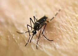 Romania ghi nhận trường hợp mới nhiễm virus Tây sông Nile