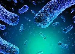 Bùng phát bệnh do nhiễm khuẩn Listeria ở Mỹ, 8 trường hợp đã tử vong