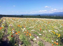 Khám phá đảo Hokkaido, nơi tuyết rơi mùa hè