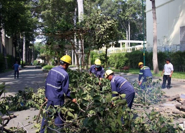 Chủ tịch TPHCM yêu cầu xác định trách nhiệm vụ gãy nhánh cây 2 người tử vong