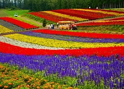 Mùa hoa lavender ở Hokkaido