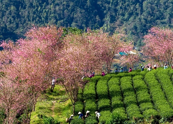 Ấn tượng hoa anh đào nở trên đồi chè Ô Long (Sa Pa)