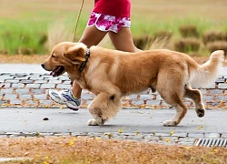 Sống ở chung cư nhưng thích nuôi chó, bị góp ý còn cãi 'nó khôn hơn người'