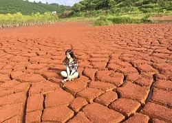 Hút hồn với cánh đồng socola tại Hồ Nam Phương Bảo Lộc