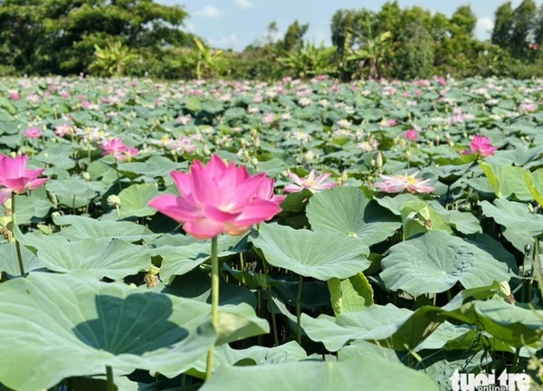 Du lịch Đồng Tháp thả ga suốt 2 ngày 1 đêm