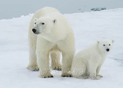 Quần đảo Svalbard ở Bắc Cực ghi nhận nhiệt độ tháng 8 cao kỷ lục