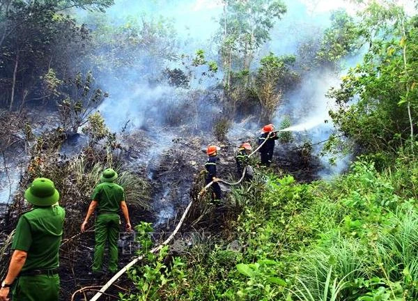 Quảng Bình: Cơ bản dập tắt vụ cháy rừng thông