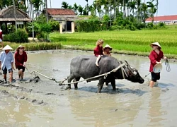 Trải nghiệm tour du lịch gần gũi với thiên nhiên tại Hội An