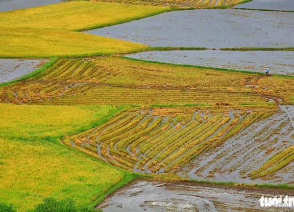 Bình dị mà rạng rỡ trên cánh đồng lúa Tà Pạ ở Tri Tôn