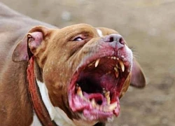 Gia tăng số vụ chó pitbull tấn công ở Italy