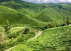 Lên cao nguyên ngắm đồi trà, xuống phố cổ ngắm đèn lồng