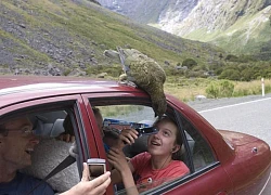 Routeburn Track, con đường hạnh phúc ở New Zealand