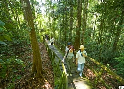 Tản bộ trong công viên quốc gia không cần chạm chân xuống đất ở Brunei