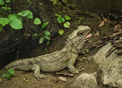 Bí ẩn về loài Tuatara: Chứng nhân sống sót từ thời kỳ khủng long sở hữu 'con mắt thứ ba'