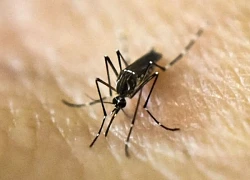 Croatia ghi nhận 2 ca nhiễm virus Tây sông Nile