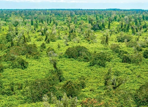 Khám phá U Minh Hạ (Cà Mau)