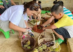 Rủ nhau lên Lạng Sơn nhặt hạt dẻ với vé vào vườn 0 đồng