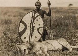 Sư tử thậm chí còn không sợ voi, vậy tại sao chúng lại sợ người Maasai?