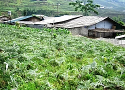 Tả Van đắm say lòng người