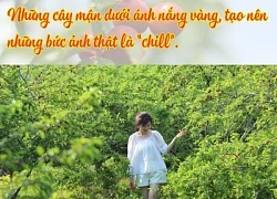 Trải nghiệm du lịch thú vị ở vườn mận Chù Lìn