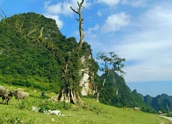 Vẻ đẹp yên bình hồ Nà Lái (Cao Bằng)