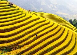 Đẹp say lòng Mù Cang Chải chớm thu