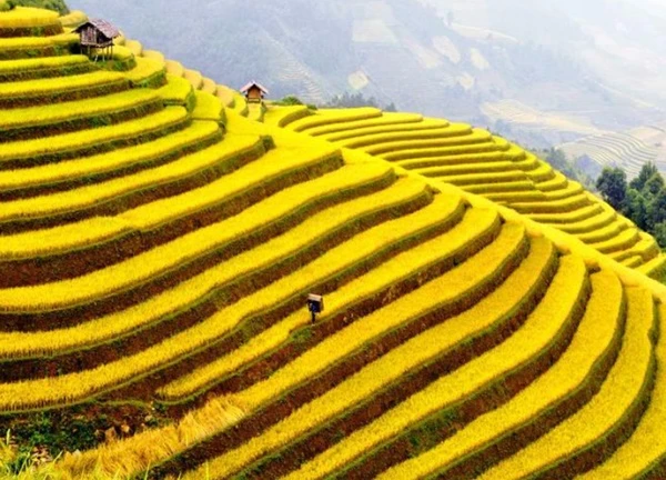 Đẹp say lòng Mù Cang Chải chớm thu