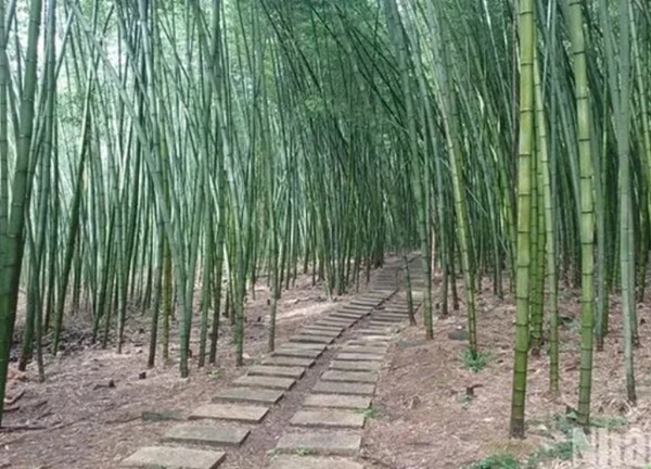 'Lạc' trong rừng trúc ở Nguyên Bình