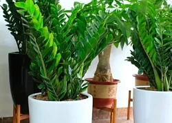 Người tuổi nào hợp trồng cây kim tiền nhất? Muốn có lộc cần chọn đúng