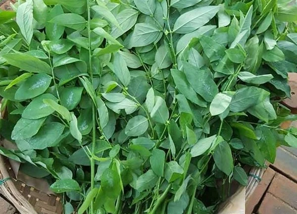 Rau ngót tốt và không tốt cho những ai?