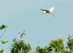 Đảo Cò Chi Lăng Nam, chốn bình yên để trở về...