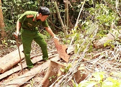 Khẩn trương điều tra đối tượng đốn hạ nhiều cây rừng tự nhiên ở Đakrông