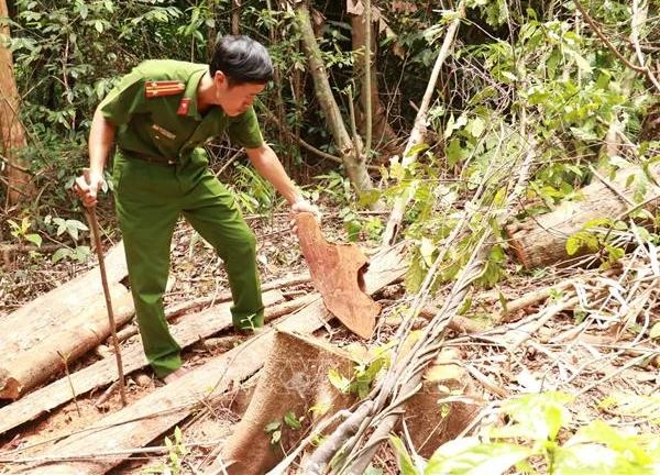 Khẩn trương điều tra đối tượng đốn hạ nhiều cây rừng tự nhiên ở Đakrông