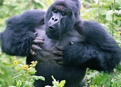 Tại sao chúng ta không bao giờ nên tự vỗ ngực trước mặt một con Gorilla