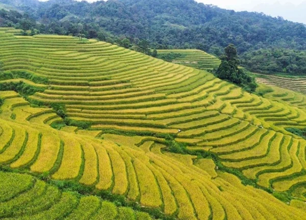 Lên Hà Giang ngắm mùa lúa chín ở thôn Nà Thác