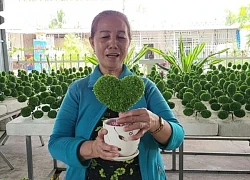 Người phụ nữ ở Hậu Giang 10 năm trồng cỏ làm cảnh từ hạt thanh long