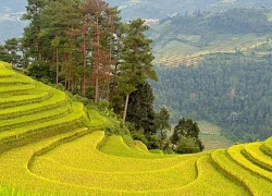 Rủ nhau lên Mù Cang Chải ngắm ruộng bậc thang rực rỡ sắc màu uốn lượn quanh núi đồi