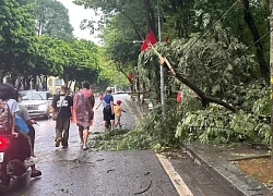 Hà Nội: 1 người tử vong do cây đổ đè trúng trong cơn mưa dông