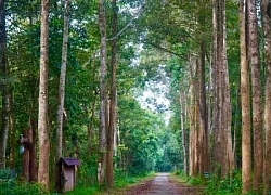 Những đàn thú hoang dã trong rừng Quốc gia Cát Tiên