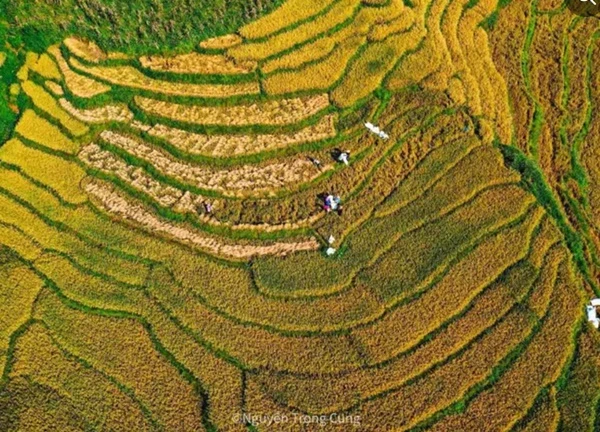 Thung lũng Mường Hoa 'nhuộm' sắc vàng trong mùa lúa chín