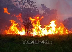 Bolivia ban bố tình trạng khẩn cấp do cháy rừng