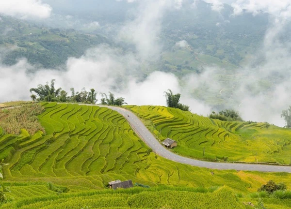 Cung đường ở Lào Cai mùa lúa chín gây sốt, khách ngỡ 'chốn bồng lai'