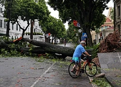 Hà Nội dọn dẹp cây xanh đổ ngổn ngang sau bão Yagi