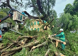 Gần một tuần sau bão Yagi, đường phố Hà Nội vẫn ngổn ngang cây đổ