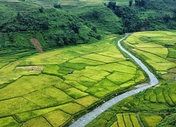 Lịch trình 2N1Đ đến Y Tý check-in mùa đẹp nhất trong năm: Ngắm lúa Y Tý kết hợp trekking Lảo Thẩn