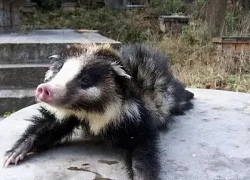 Loài 'lợn lai chồn' từng bị coi là quái vật, nay đổi đời vì toàn thân là 'mỏ vàng'