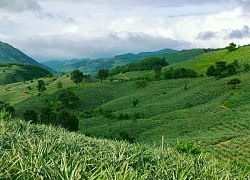 Đến Đồng Din săn mây ở nơi được mệnh danh là "bị lãng quên" của Phú Yên