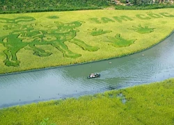 Đi Ninh Bình ngắm lúa chín đẹp mê, khách ở Hà Nội tiêu 1 triệu đồng/2 ngày